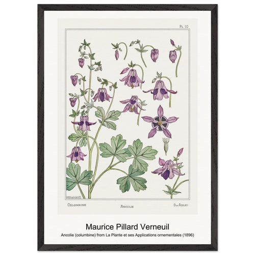 Ancolie (columbine) from La Plante et ses Applications ornementales (1896) by Maurice Pillard Verneuil. Archival Print on Museum Quality Matte Paper. Premium Wood Framed Wall Art. Optimised Aspect Ratio.