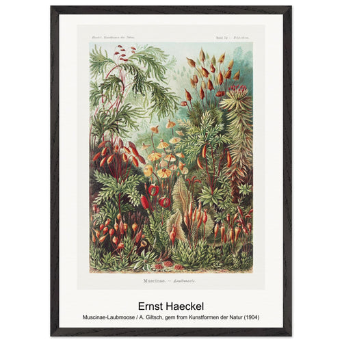 Muscinae-Laubmoose / A. Giltsch, gem from Kunstformen der Natur (1904) by Ernst Haeckel. Archival Print on Museum Quality Matte Paper. Premium Wood Framed Wall Art. Optimised Aspect Ratio.