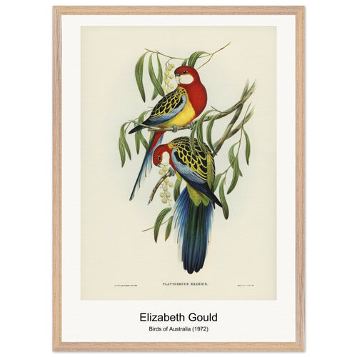 Birds of Australia (1972) by Elizabeth Gould. Archival Print on Museum Quality Matte Paper. Premium Wood Framed Wall Art. Optimised Aspect Ratio.