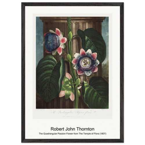 Hyacinths from The Temple of Flora (1807) by Robert John Thornton. Archival Print on Museum Quality Matte Paper. Premium Wood Framed Wall Art. Original Aspect Ratio