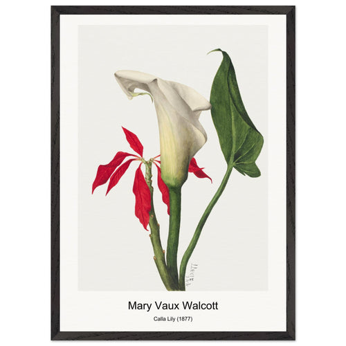 Calla Lily (1877) by Mary Vaux Walcott. Archival Print on Museum Quality Matte Paper. Premium Wood Framed Wall Art. Optimised Aspect Ratio.