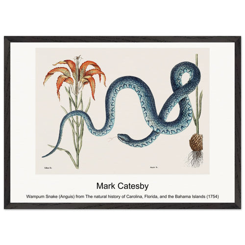 Wampum Snake (Anguis) from The natural history of Carolina, Florida, and the Bahama Islands (1754) by Mark Catesby. Archival Print on Museum Quality Matte Paper. Premium Wood Framed Wall Art. Original Aspect Ratio