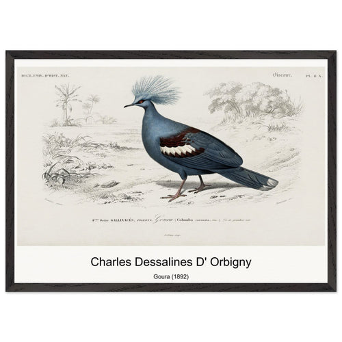 Goura (1892) by Charles Dessalines D' Orbigny. Archival Print on Museum Quality Matte Paper. Premium Wood Framed Wall Art. Optimised Aspect Ratio.