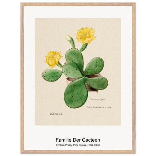Eastern Prickly Pear cactus (1893-1905) by Familie Der Cacteen. Archival Print on Museum Quality Matte Paper. Premium Wood Framed Wall Art. Original Aspect Ratio