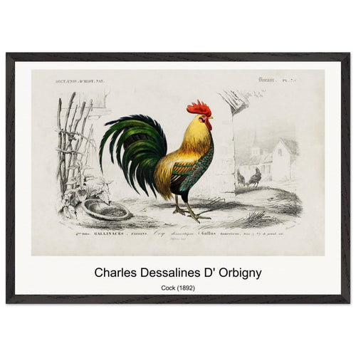 Cock (1892) by Charles Dessalines D' Orbigny. Archival Print on Museum Quality Matte Paper. Premium Wood Framed Wall Art. Original Aspect Ratio