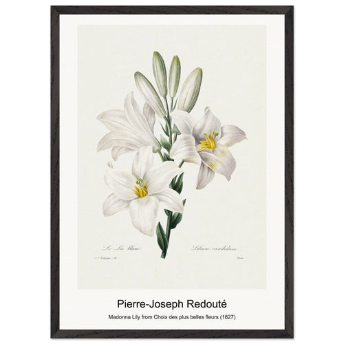 Hellebore and Oeillet (1759-1840) by Pierre-Joseph Redouté. Archival Print on Museum Quality Matte Paper. Premium Wood Framed Wall Art. Original Aspect Ratio