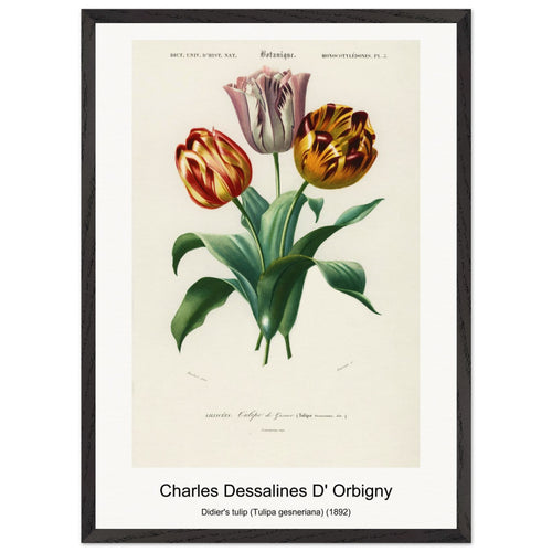 Didier's tulip (Tulipa gesneriana) (1892) by Charles Dessalines D' Orbigny. Archival Print on Museum Quality Matte Paper. Premium Wood Framed Wall Art. Original Aspect Ratio
