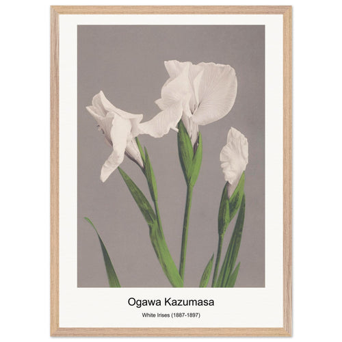 White Irises (1887-1897) by Ogawa Kazumasa. Archival Print on Museum Quality Matte Paper. Premium Wood Framed Wall Art. Optimised Aspect Ratio.