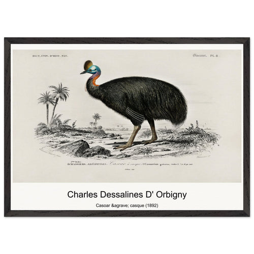 Casoar à casque (1892) by Charles Dessalines D' Orbigny. Archival Print on Museum Quality Matte Paper. Premium Wood Framed Wall Art. Optimised Aspect Ratio.