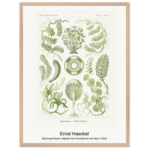 Siphoneae-Riesen Algetten from Kunstformen der Natur (1904) by Ernst Haeckel. Archival Print on Museum Quality Matte Paper. Premium Wood Framed Wall Art. Optimised Aspect Ratio.