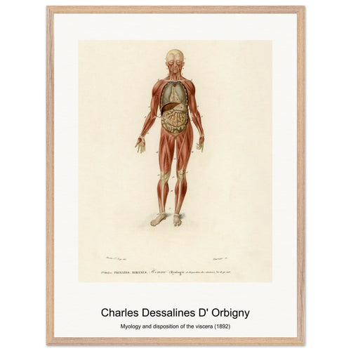 Myology and disposition of the viscera (1892) by Charles Dessalines D' Orbigny. Archival Print on Museum Quality Matte Paper. Premium Wood Framed Wall Art. Original Aspect Ratio