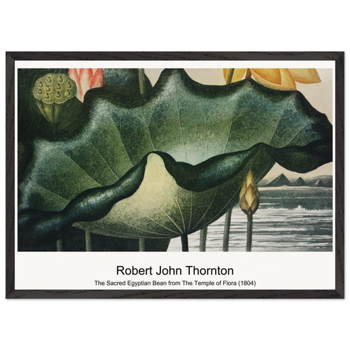 The Sacred Egyptian Bean from The Temple of Flora (1804) by Robert John Thornton. Archival Print on Museum Quality Matte Paper. Premium Wood Framed Wall Art. Optimised Aspect Ratio.