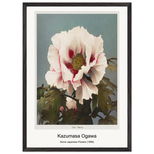 Lotus Flowers (1887-1897) by Ogawa Kazumasa. Archival Print on Museum Quality Matte Paper. Premium Wood Framed Wall Art. Optimised Aspect Ratio.
