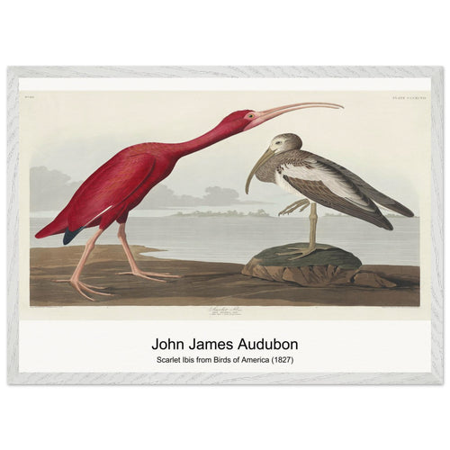 Scarlet Ibis from Birds of America (1827) by John James Audubon. Archival Print on Museum Quality Matte Paper. Premium Wood Framed Wall Art. Optimised Aspect Ratio.