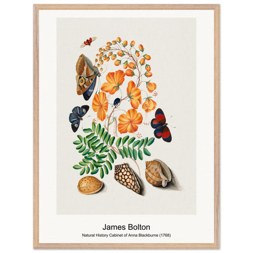 Natural History Cabinet of Anna Blackburne (1768) by James Bolton. Archival Print on Museum Quality Matte Paper. Premium Wood Framed Wall Art. Optimised Aspect Ratio.