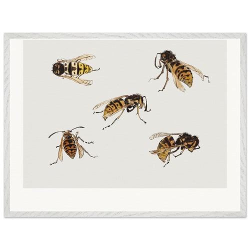 Studies of wasps (1877-1924) by Julie de Graag. Archival Print on Museum Quality Matte Paper. Premium Wood Framed Wall Art. Original Aspect Ratio