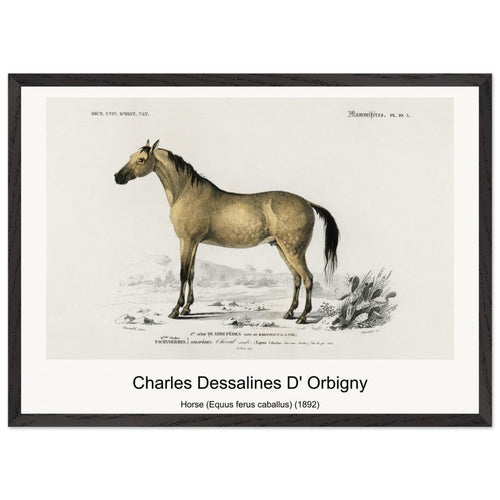 Horse (Equus ferus caballus) (1892) by Charles Dessalines D' Orbigny. Archival Print on Museum Quality Matte Paper. Premium Wood Framed Wall Art. Original Aspect Ratio