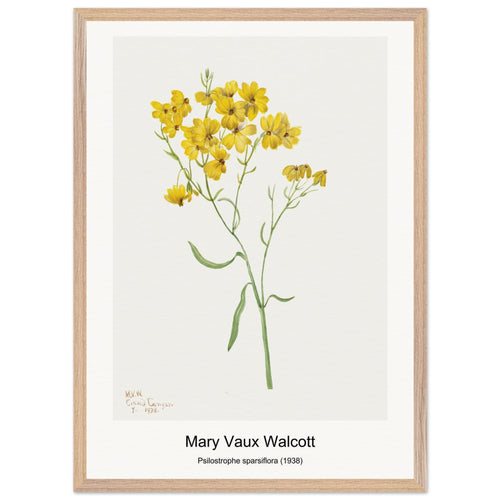 Psilostrophe sparsiflora (1938) by Mary Vaux Walcott. Archival Print on Museum Quality Matte Paper. Premium Wood Framed Wall Art. Original Aspect Ratio