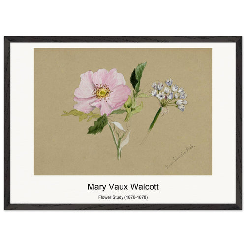 Flower Study (1876-1878) by Mary Vaux Walcott. Archival Print on Museum Quality Matte Paper. Premium Wood Framed Wall Art. Original Aspect Ratio