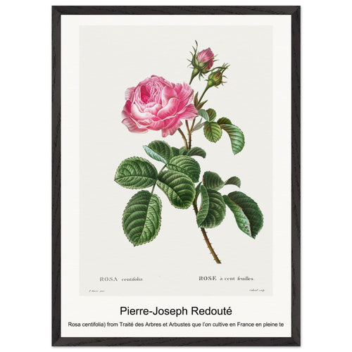 Les liliacées (1805) by Pierre-Joseph Redouté. Archival Print on Museum Quality Matte Paper. Premium Wood Framed Wall Art. Optimised Aspect Ratio.