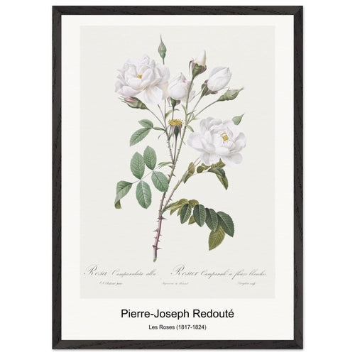 Les Roses (1817-1824) by Pierre-Joseph Redouté. Archival Print on Museum Quality Matte Paper. Premium Wood Framed Wall Art. Optimised Aspect Ratio.
