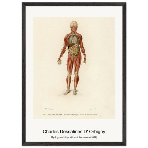 Myology and disposition of the viscera (1892) by Charles Dessalines D' Orbigny. Archival Print on Museum Quality Matte Paper. Premium Wood Framed Wall Art. Original Aspect Ratio