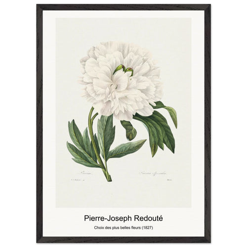 Carnation (1759-1840) by Pierre-Joseph Redouté. Archival Print on Museum Quality Matte Paper. Premium Wood Framed Wall Art. Optimised Aspect Ratio.