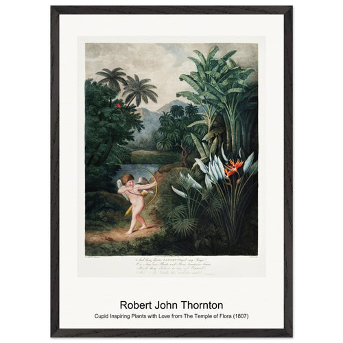 The Night-Blowing Cereus from The Temple of Flora (1807) by Robert John Thornton. Archival Print on Museum Quality Matte Paper. Premium Wood Framed Wall Art. Original Aspect Ratio