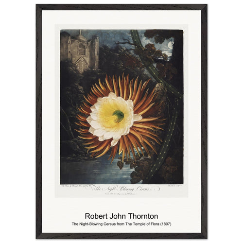 The Queen-Plant from The Temple of Flora (1807) by Robert John Thornton. Archival Print on Museum Quality Matte Paper. Premium Wood Framed Wall Art. Original Aspect Ratio