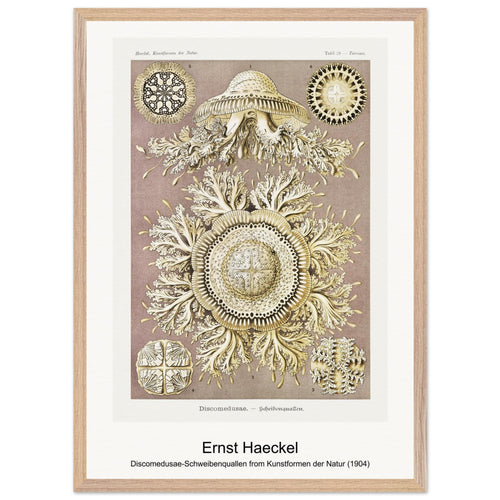 Discomedusae-Schweibenquallen from Kunstformen der Natur (1904) by Ernst Haeckel. Archival Print on Museum Quality Matte Paper. Premium Wood Framed Wall Art. Original Aspect Ratio