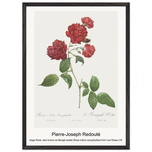 Red Cabbage Rose, also known as Bengal eyelet (Rosa indica caryophyllea) from Les Roses (1817-1824) by Pierre-Joseph Redouté. Archival Print on Museum Quality Matte Paper. Premium Wood Framed Wall Art. Optimised Aspect Ratio.