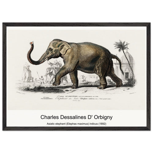 Asiatic elephant (Elephas maximus) indicus (1892) by Charles Dessalines D' Orbigny. Archival Print on Museum Quality Matte Paper. Premium Wood Framed Wall Art. Optimised Aspect Ratio.