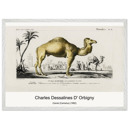 Camel (Camelus) (1892) by Charles Dessalines D' Orbigny. Archival Print on Museum Quality Matte Paper. Premium Wood Framed Wall Art. Optimised Aspect Ratio.