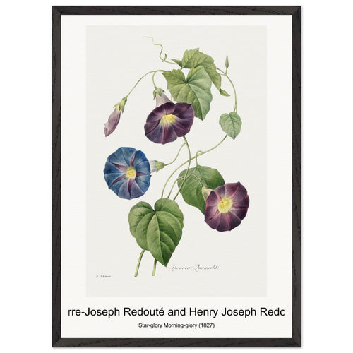 Rosa Damascena, Subalba (1817-1824) by Pierre-Joseph Redouté and Henry Joseph Redouté. Archival Print on Museum Quality Matte Paper. Premium Wood Framed Wall Art. Original Aspect Ratio