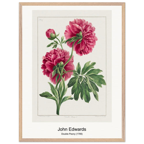 Double Peony (1789) by John Edwards. Archival Print on Museum Quality Matte Paper. Premium Wood Framed Wall Art. Optimised Aspect Ratio.