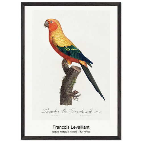 Natural History of Parrots (1801-1805) by François Levaillant. Archival Print on Museum Quality Matte Paper. Premium Wood Framed Wall Art. Optimised Aspect Ratio.