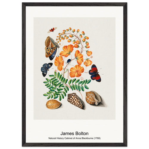 Natural History Cabinet of Anna Blackburne (1768) by James Bolton. Archival Print on Museum Quality Matte Paper. Premium Wood Framed Wall Art. Original Aspect Ratio