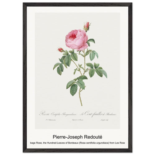 Burgundy Cabbage Rose, the Hundred-Leaves of Bordeaux (Rosa centifolia urgundiaca) from Les Roses (1817-1824) by Pierre-Joseph Redouté. Archival Print on Museum Quality Matte Paper. Premium Wood Framed Wall Art. Original Aspect Ratio