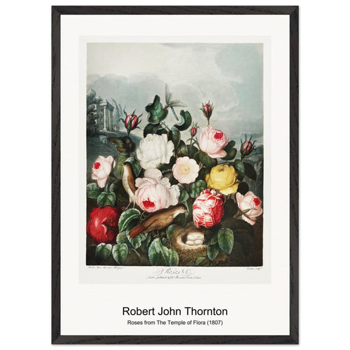 Tulips from The Temple of Flora (1807) by Robert John Thornton. Archival Print on Museum Quality Matte Paper. Premium Wood Framed Wall Art. Original Aspect Ratio