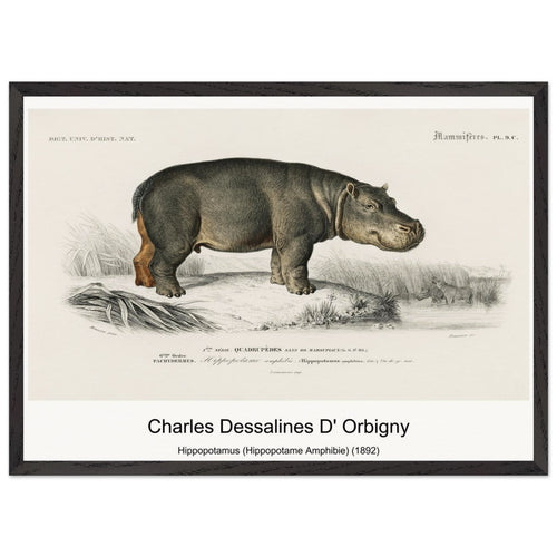 Hippopotamus (Hippopotame Amphibie) (1892) by Charles Dessalines D' Orbigny. Archival Print on Museum Quality Matte Paper. Premium Wood Framed Wall Art. Optimised Aspect Ratio.