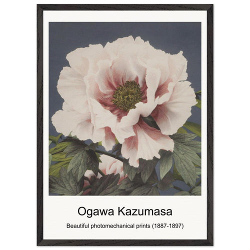 Geisha and Cherry Blossom (1887-1897) by Ogawa Kazumasa. Archival Print on Museum Quality Matte Paper. Premium Wood Framed Wall Art. Original Aspect Ratio