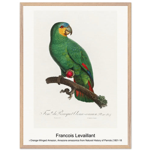 The Orange-Winged Amazon, Amazona amazonica from Natural History of Parrots (1801-1805) by François Levaillant. Archival Print on Museum Quality Matte Paper. Premium Wood Framed Wall Art. Optimised Aspect Ratio.