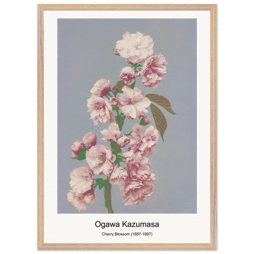 Cherry Blossom (1887-1897) by Ogawa Kazumasa. Archival Print on Museum Quality Matte Paper. Premium Wood Framed Wall Art. Optimised Aspect Ratio.