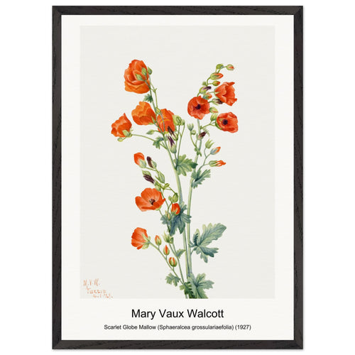 Scarlet Globe Mallow (Sphaeralcea grossulariaefolia) (1927) by Mary Vaux Walcott. Archival Print on Museum Quality Matte Paper. Premium Wood Framed Wall Art. Original Aspect Ratio