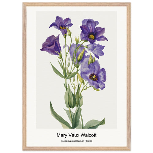 Eustoma russelianum (1930) by Mary Vaux Walcott. Archival Print on Museum Quality Matte Paper. Premium Wood Framed Wall Art. Original Aspect Ratio
