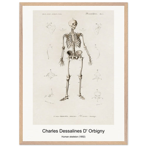 Human skeleton (1892) by Charles Dessalines D' Orbigny. Archival Print on Museum Quality Matte Paper. Premium Wood Framed Wall Art. Optimised Aspect Ratio.