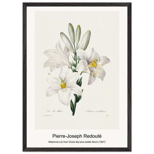 Hellebore and Oeillet (1759-1840) by Pierre-Joseph Redouté. Archival Print on Museum Quality Matte Paper. Premium Wood Framed Wall Art. Optimised Aspect Ratio.