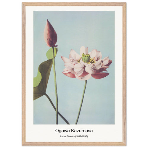 Lotus Flowers (1887-1897) by Ogawa Kazumasa. Archival Print on Museum Quality Matte Paper. Premium Wood Framed Wall Art. Optimised Aspect Ratio.