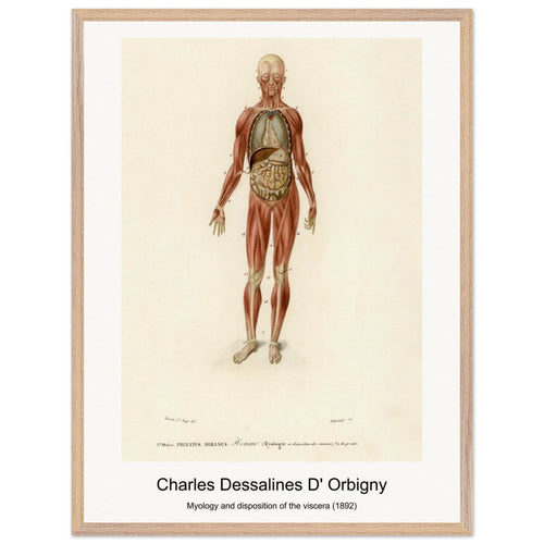 Myology and disposition of the viscera (1892) by Charles Dessalines D' Orbigny. Archival Print on Museum Quality Matte Paper. Premium Wood Framed Wall Art. Optimised Aspect Ratio.