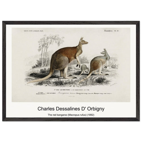 The red kangaroo (Macropus rufus) (1892) by Charles Dessalines D' Orbigny. Archival Print on Museum Quality Matte Paper. Premium Wood Framed Wall Art. Original Aspect Ratio